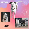 Brynn