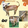 Waffles