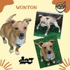 Wonton