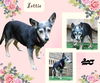 Lottie (GrandPaws)