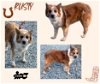 Rusty (GrandPaws-Ritzy_