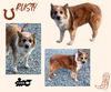 Rusty (GrandPaws-Ritzy_