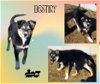 Destiny(Puppy)
