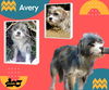 Avery (Ritzy)