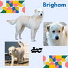 Brigham