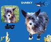 Sharky