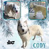 Cody