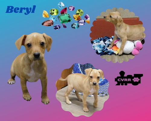 Beryl(Puppy)