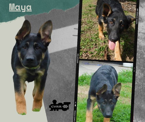 Maya (Puppy)