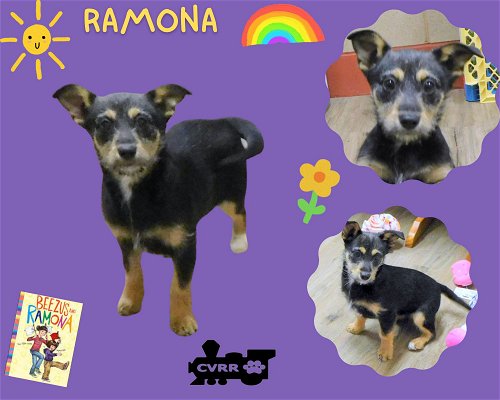 Ramona (Puppy)