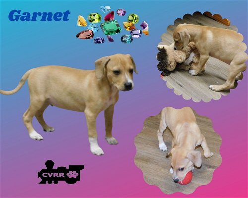Garnet (Puppy)