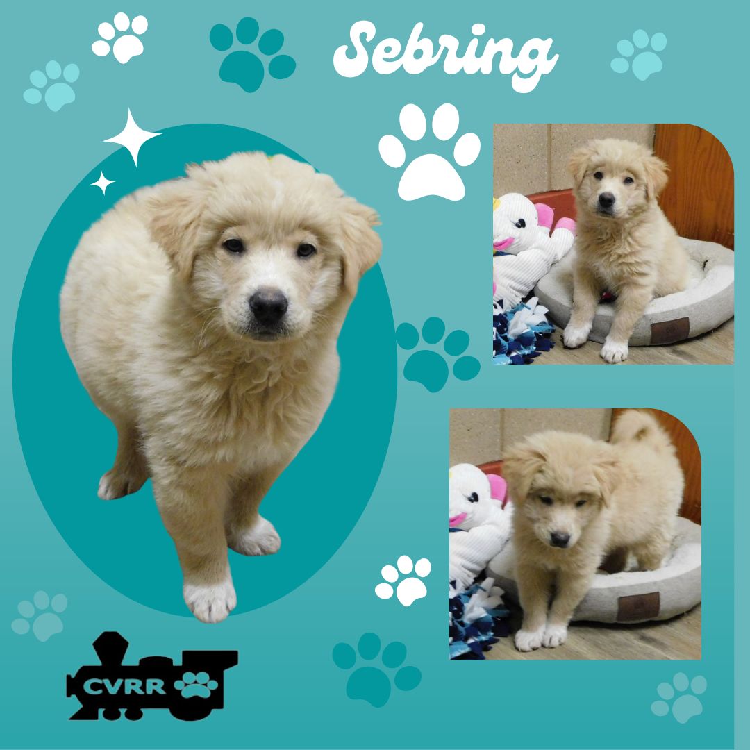 Sebring (Posh Puppy)'s Web Page