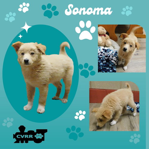 Sonoma (Posh Puppy)