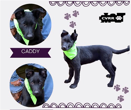 Caddy (Puppy)