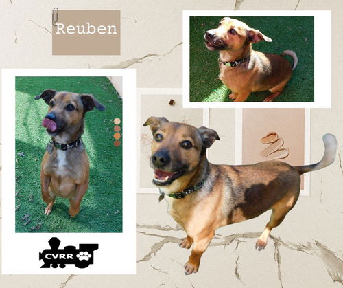 Reuben
