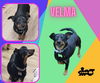 Velma