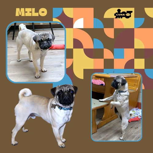 Milo (Ritzy)