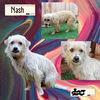 Nash