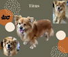 Titus (Ritzy)