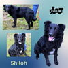 Shiloh