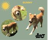 Sunny