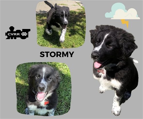 Stormy (Puppy)