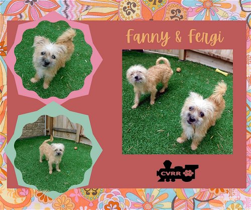 Fanny and Fergi (Posh Puppy)