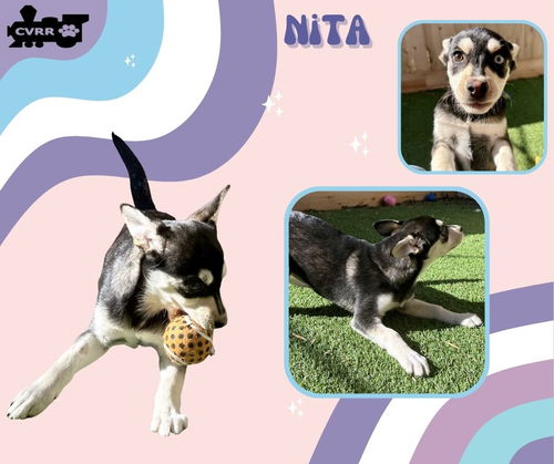 Nita (Puppy)