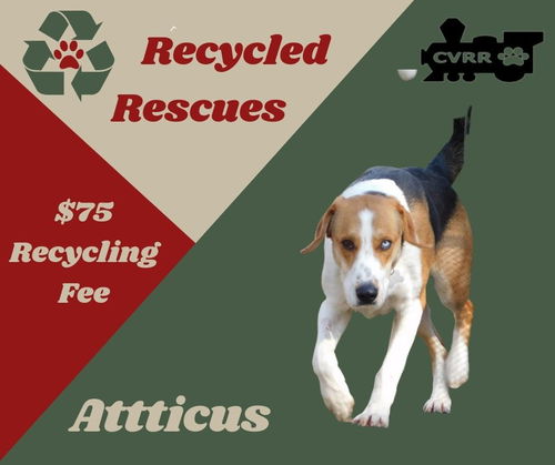 Atticus (Recycle)