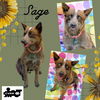Sage (Ritzy)