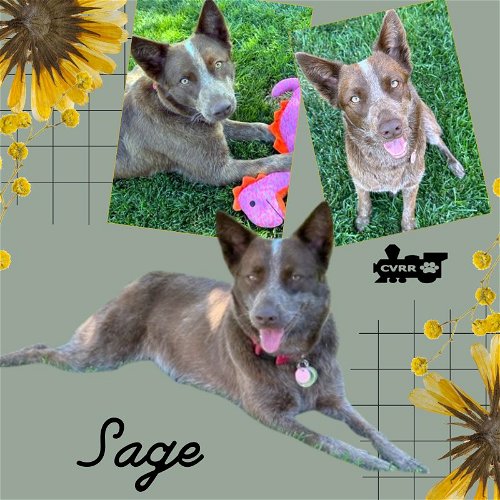 Sage (Ritzy)