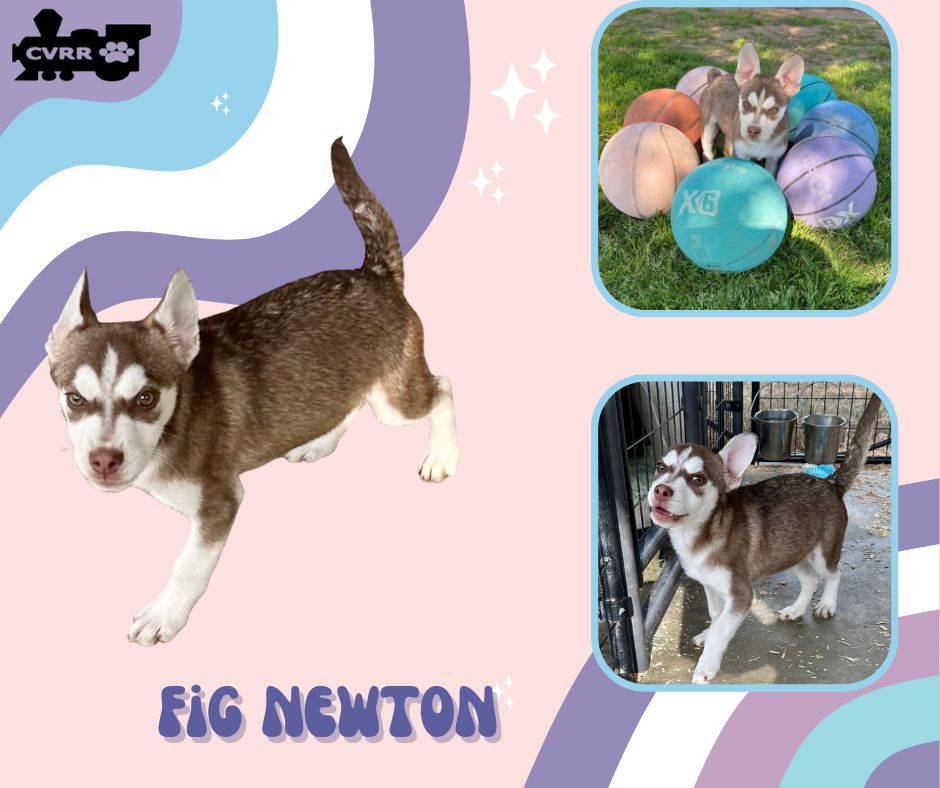 Fig Newton (Puppy)'s Web Page