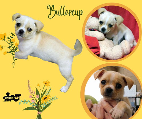 Buttercup (Puppy)