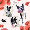 Poppy(Puppy)