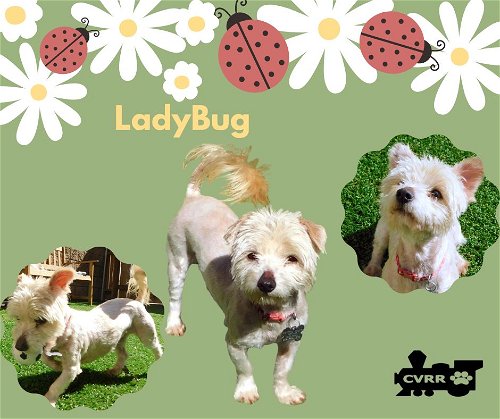 Lady Bug (Ritzy)