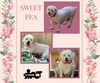 Sweet Pea (GrandPaws)