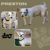 Preston (GrandPaws)