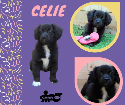 Celie (Puppy)