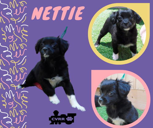 Nettie (Puppy)