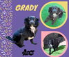 Grady