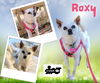 Roxy (GrandPaws)