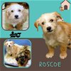 Roscoe (Puppy)