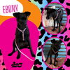 Ebony