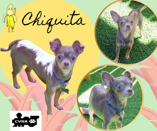 Chiquita