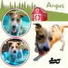 Angus