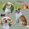 Malvi