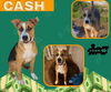 Cash