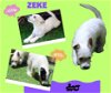Zeke (Puppy)