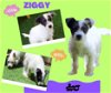 Ziggy (Puppy)