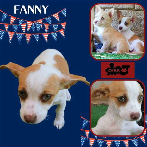 Fanny (Puppy)